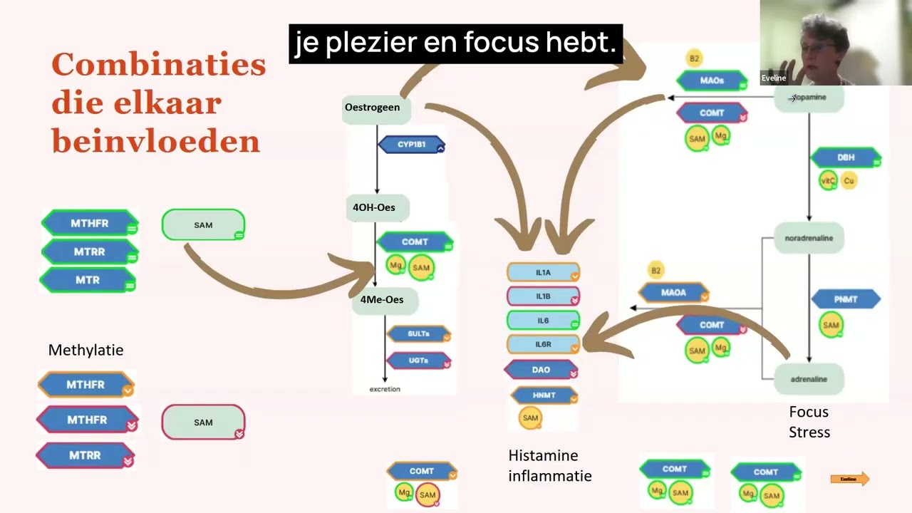 Oestrogeen, Dopamine & Adrenaline: De Genetische Link