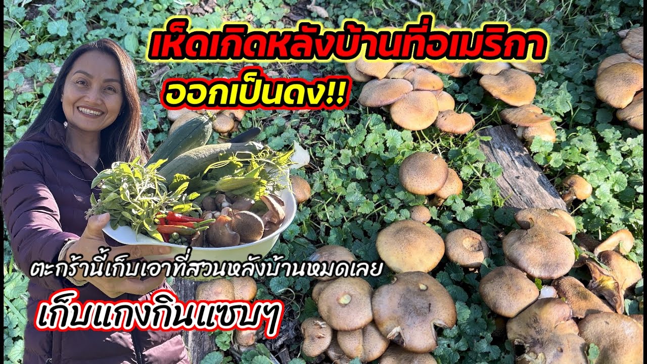 V389 เก็บเห็ดน้ำผึ้งออกเป็นดงหลังบ้าน พร้อมเครื่องแกงในอเมริกา Foraged honey mushroom from backyard