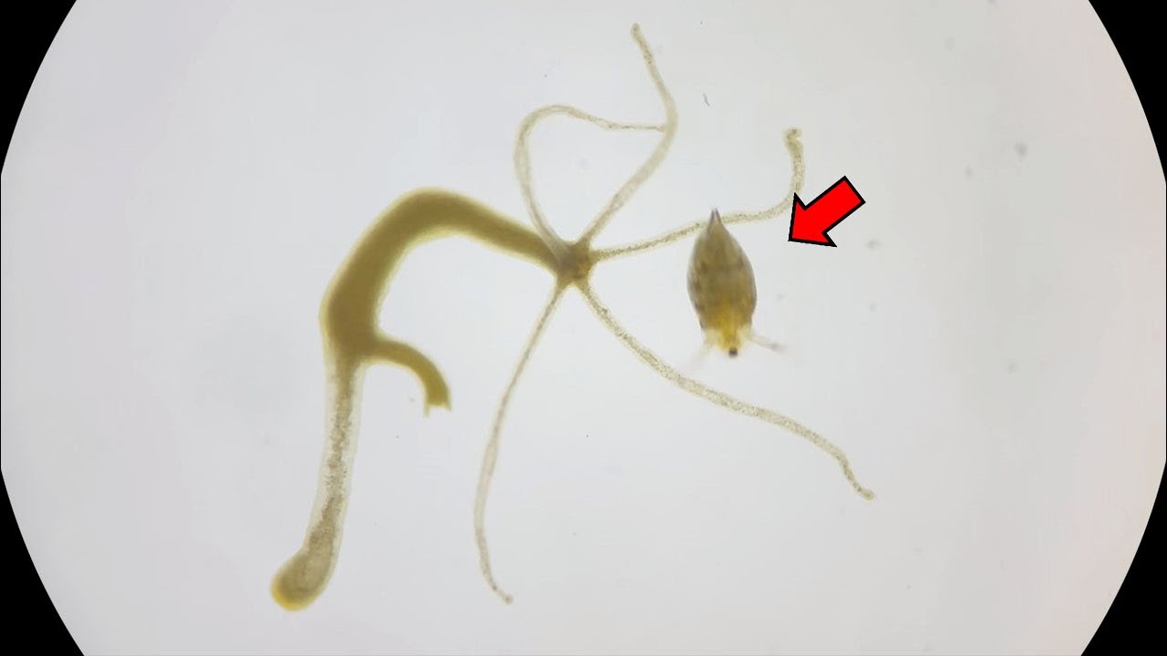 ミジンコを食べるヒドラを観察してみた