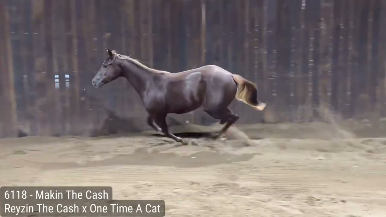 Makin The Cash - hip no. 6118 Westen Bloodstock NCHA sale 