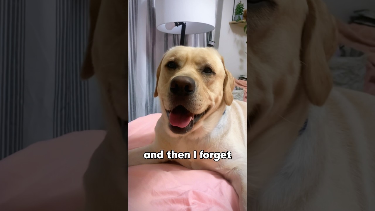 My dog’s mood swings 