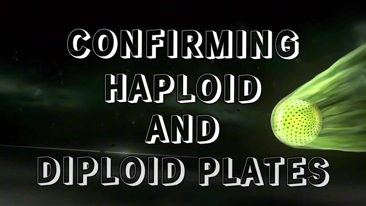 Exploring Haploid and Dikaryotic Mycelium: Microscopic Analysis and Tips