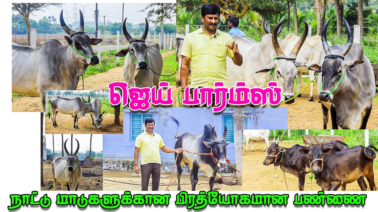 NATTU MADUKAL MATTUM KITAIKKUM |JAI FARMS NATTU MATTU SANTHAI|