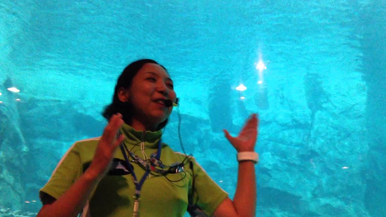 ベルーガの不思議な魚の食べ方/完全版2015/07/25【ナナ八歳の誕生日編】