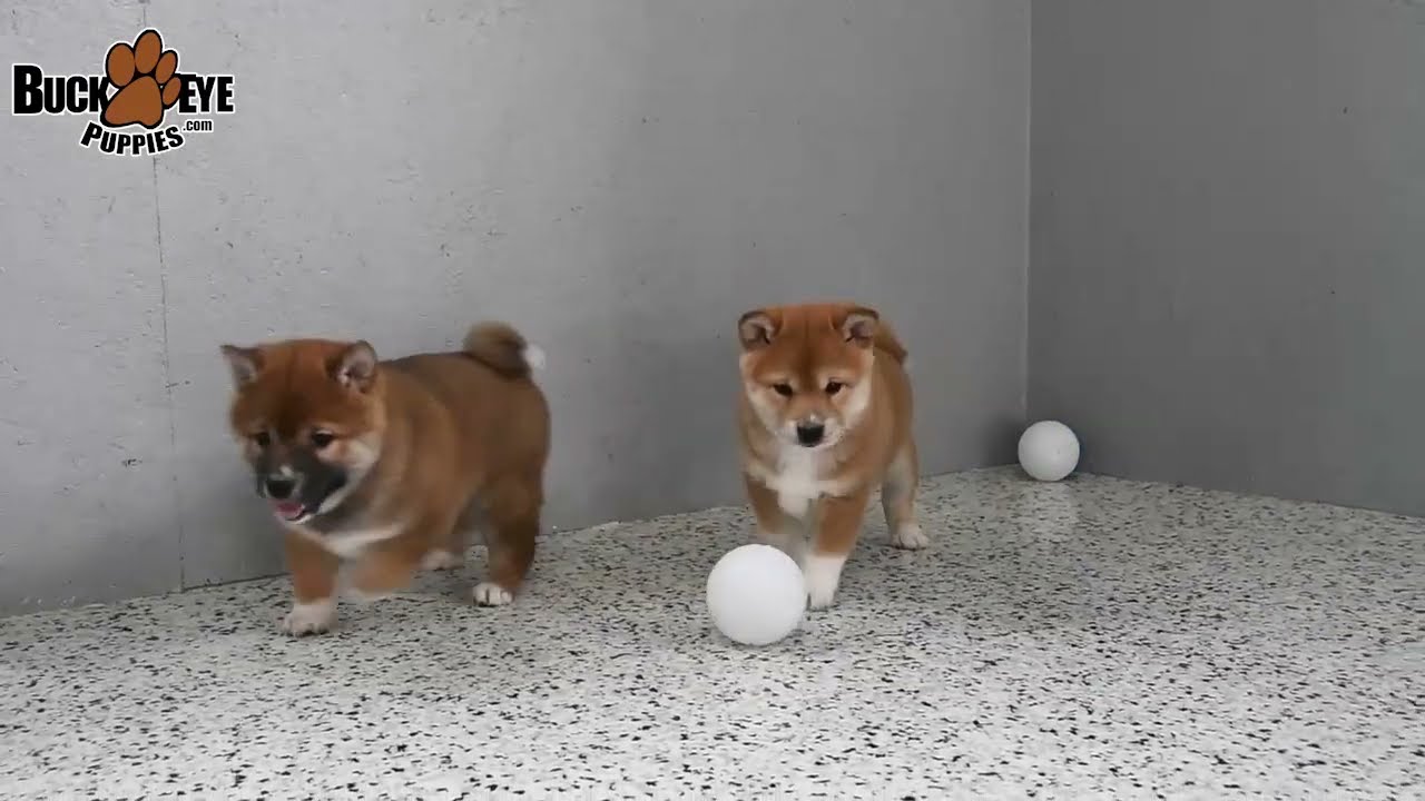 Happy Shiba Inu Puppies