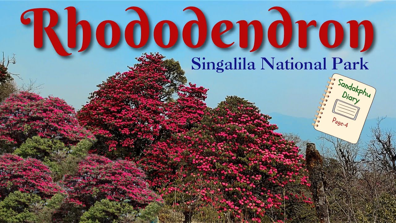 rhododendron flower plant | singalila national park | sandakphu diary page-4 | offbeat north bengal
