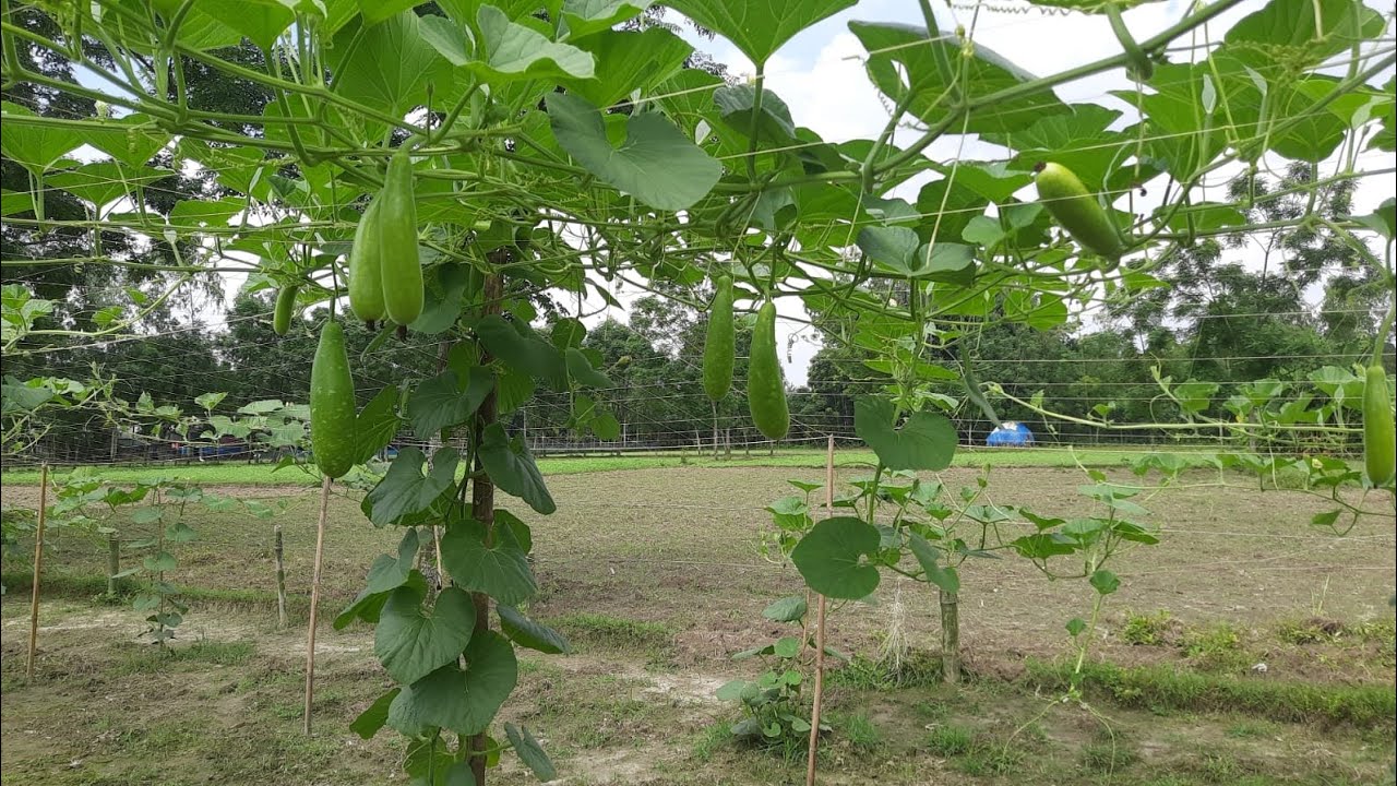 বাংলাদেশের সর্বাধিক জনপ্রিয় উজ্জল সবুজ লাউয়ের জাত কিউট গ্রীন। #cute_green #Nasafi_Seed