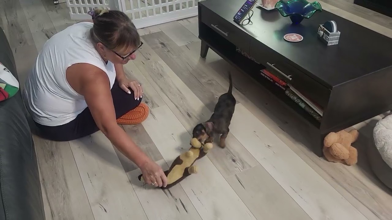 9 week old Mini Dachshund Mia