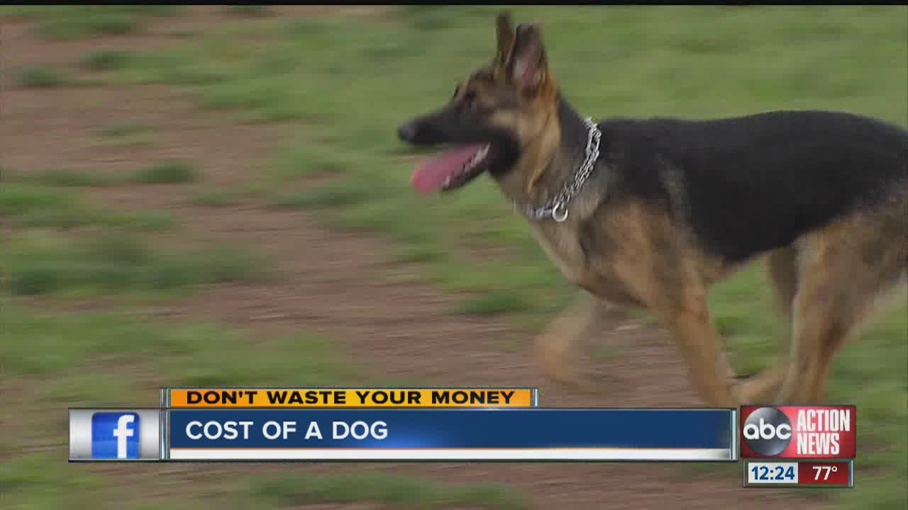Don't Waste Your Money: The cost of owning a dog