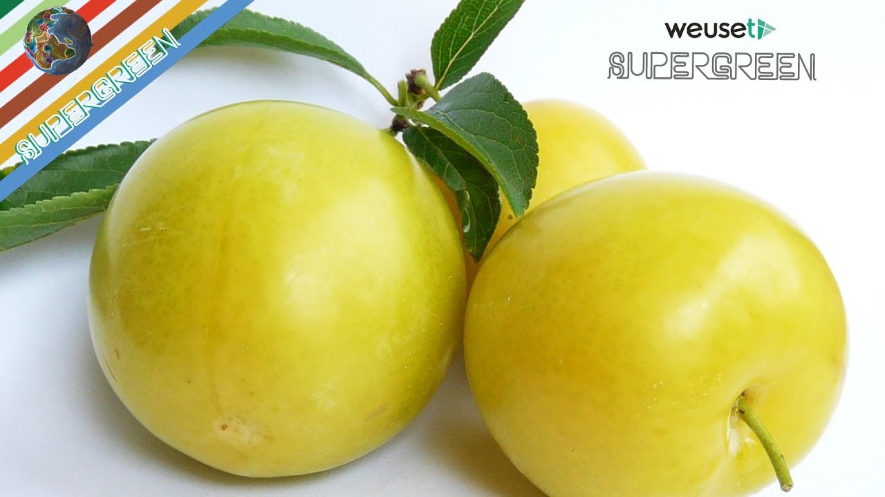 Potatura susino Regina Claudia gialla (potatura di mantenimento di un susino Claudia con Ernesto) 4k