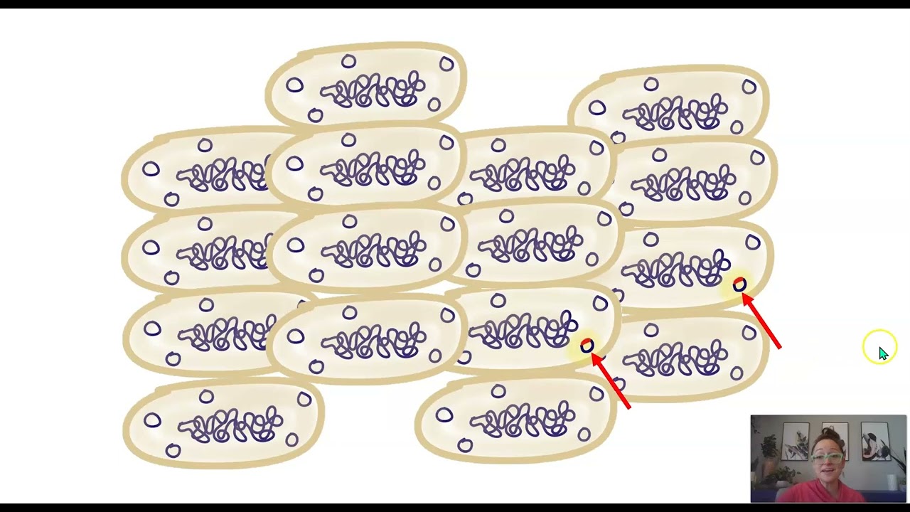 AP Biology Topic 7.8 Continuing Evolution (Mainly Antibiotic Resistance)