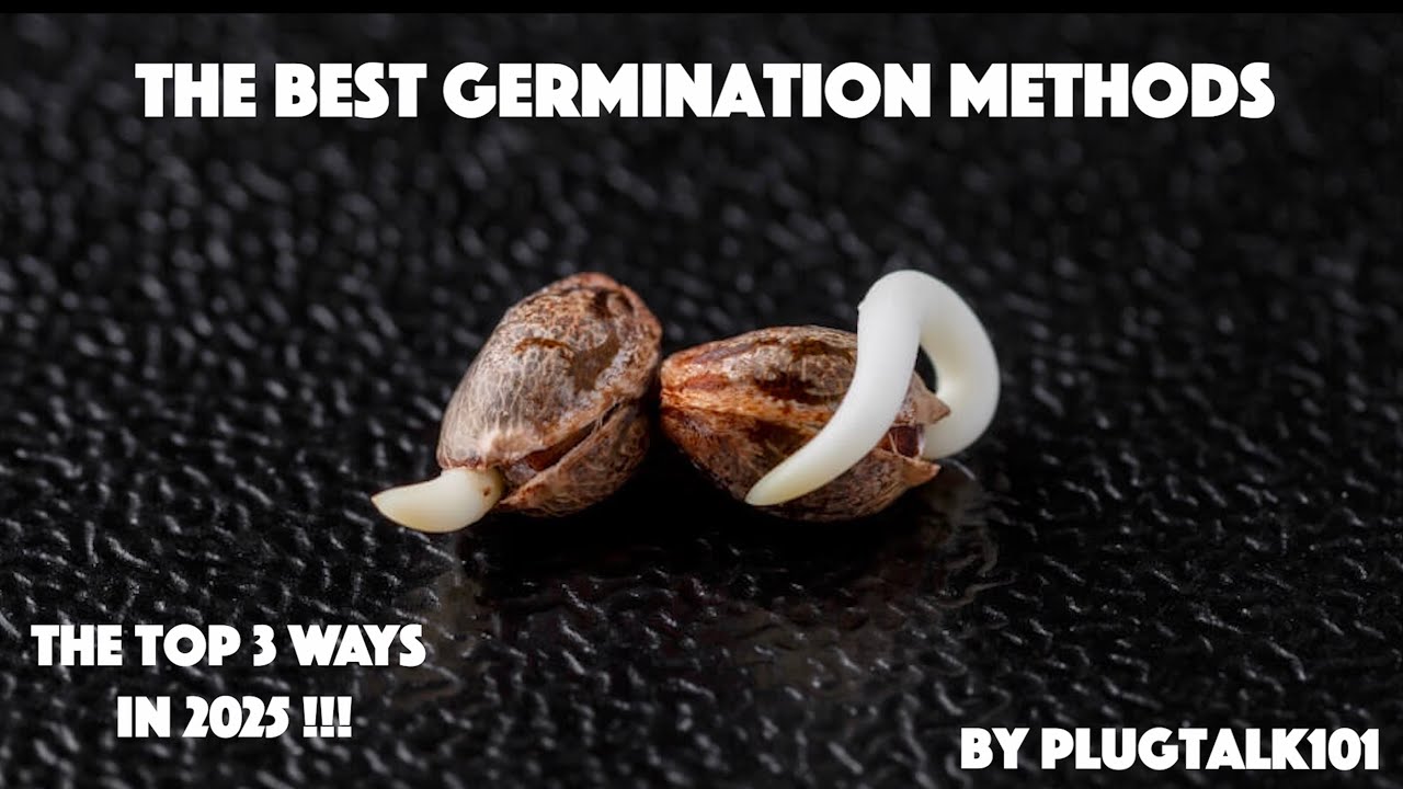How To Germinate Seeds - The Plug Talk 101 Show  (Episode 1)