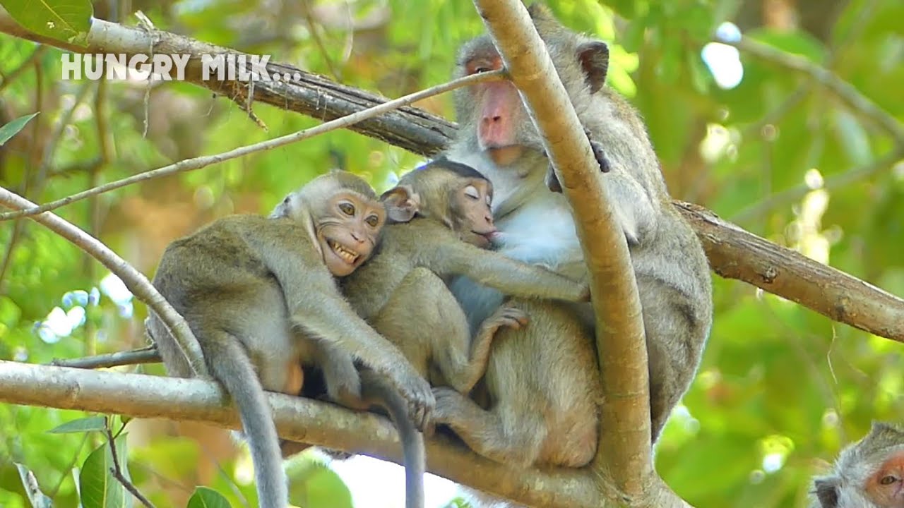 O.M.G Monkey Janna really hungry milk, Janna try to removed milk bar from brother Jody