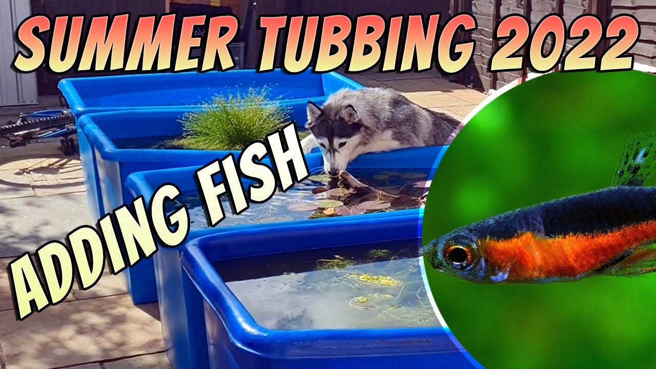 Summer Tubbing 2022 Adding Our First Fish - Endlers -  Danios - Tetras - Rasboras Fishkeeping Ponds