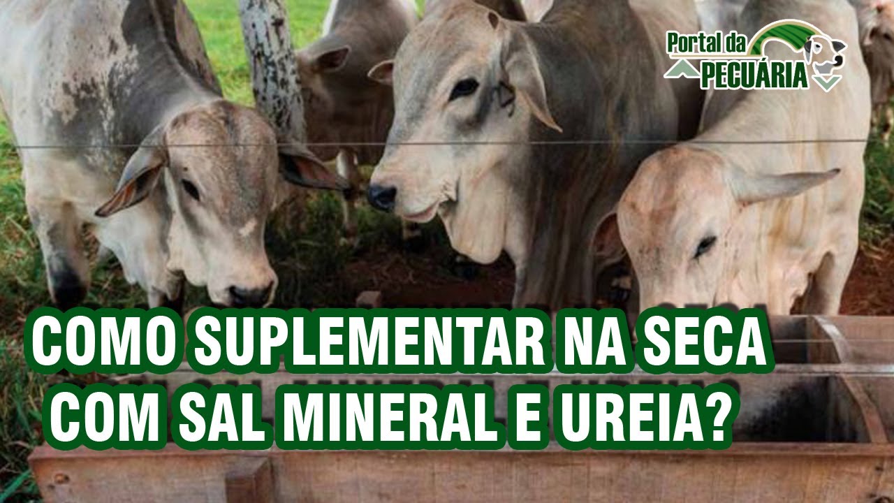 Como suplementar na seca com Sal Mineral + ureia?