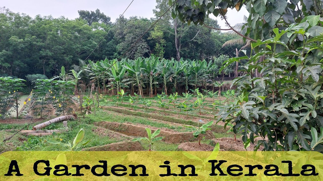 Vegetable garden in kerala state India 
