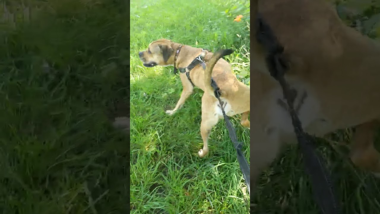 🏞️🐶Nature adventure ✨😀 Cambridge 🚶‍♂️(4:20) walk 🇨🇦