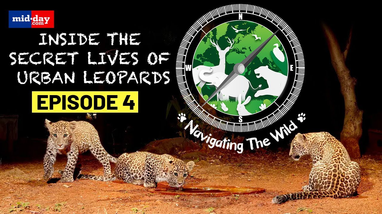 Watch the Secret Lives Of Urban Leopards | Navigating The Wild With Ranjeet Jadhav | Episode 4