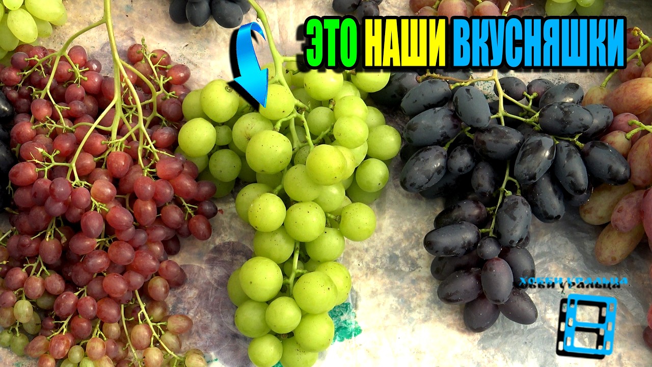 САМЫЙ ВКУСНЫЙ ВИНОГРАД НА НАШЕМ ВИНОГРАДНИКЕ. СЕВЕРНЫЙ ВИНОГРАД 26-02