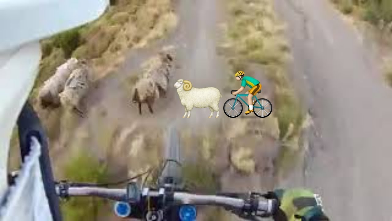 Risks A Mountain Biker Takes - WTF Moment with a Goats