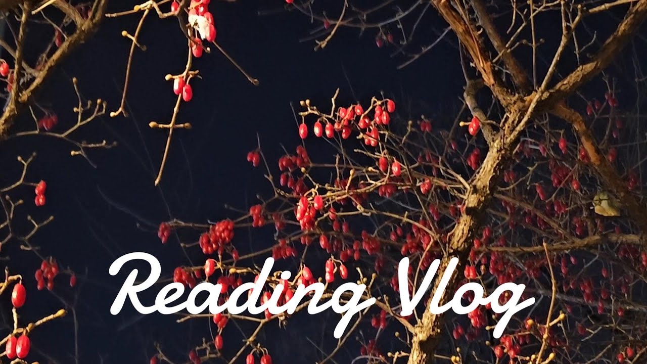 [📚vlog] 연말에도 계속된 병렬광기 🥸 | 고양이랑 1층 살면 생기는 일