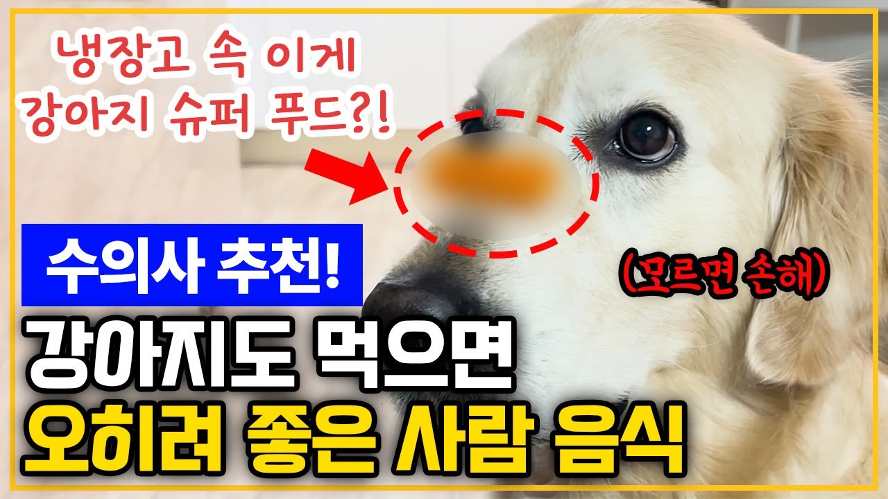 “간식보다 낫다!” 강아지 면역력 200% ↑ 같이 먹고 같이 건강해지는 인간음식 10가지