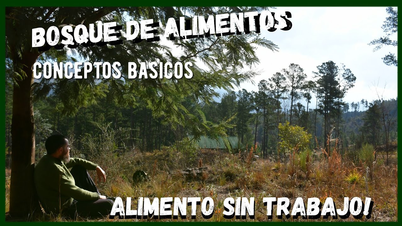Bosque de ALIMENTOS 🌿 | Sistema agroforestal | Conceptos basicos | Humedad y Estratificacion