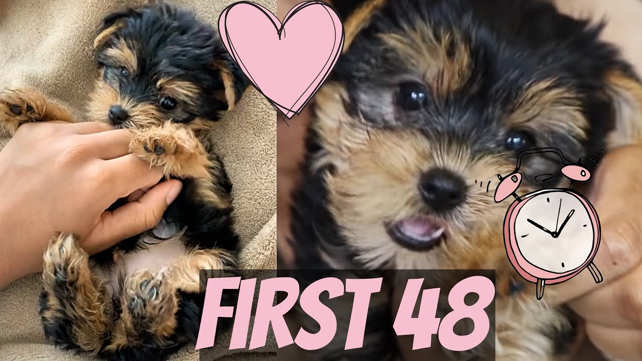 FIRST 48 HOURS W/ A NEW YORKIE PUPPY!! GOOD BAD & UGLY!!