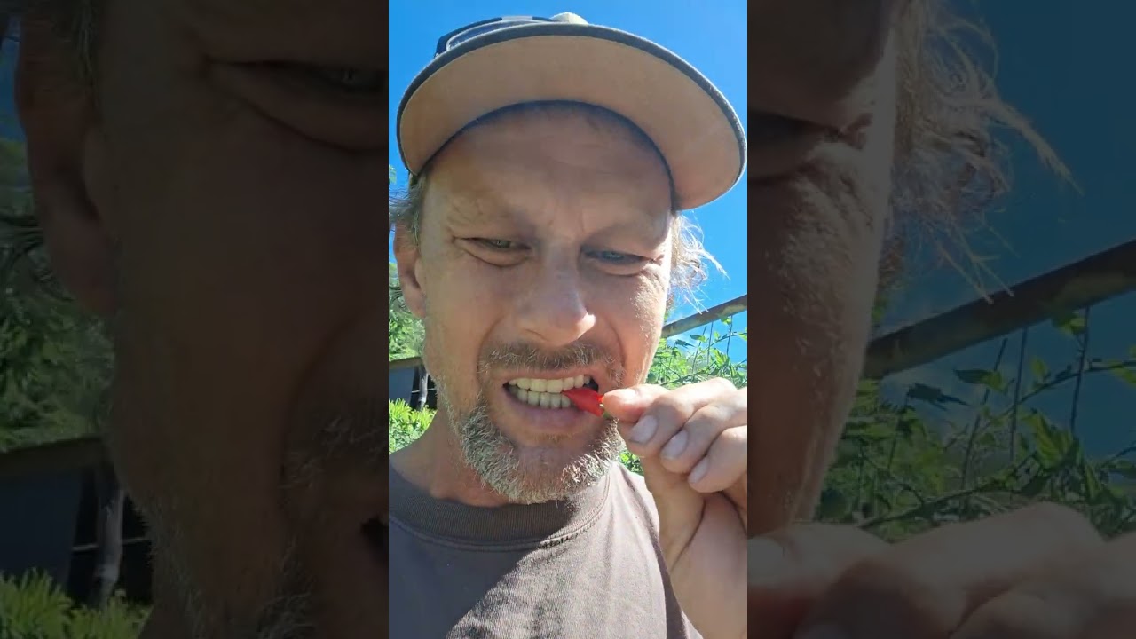 My Chillie Collection, Home Grown and Taste Tested,