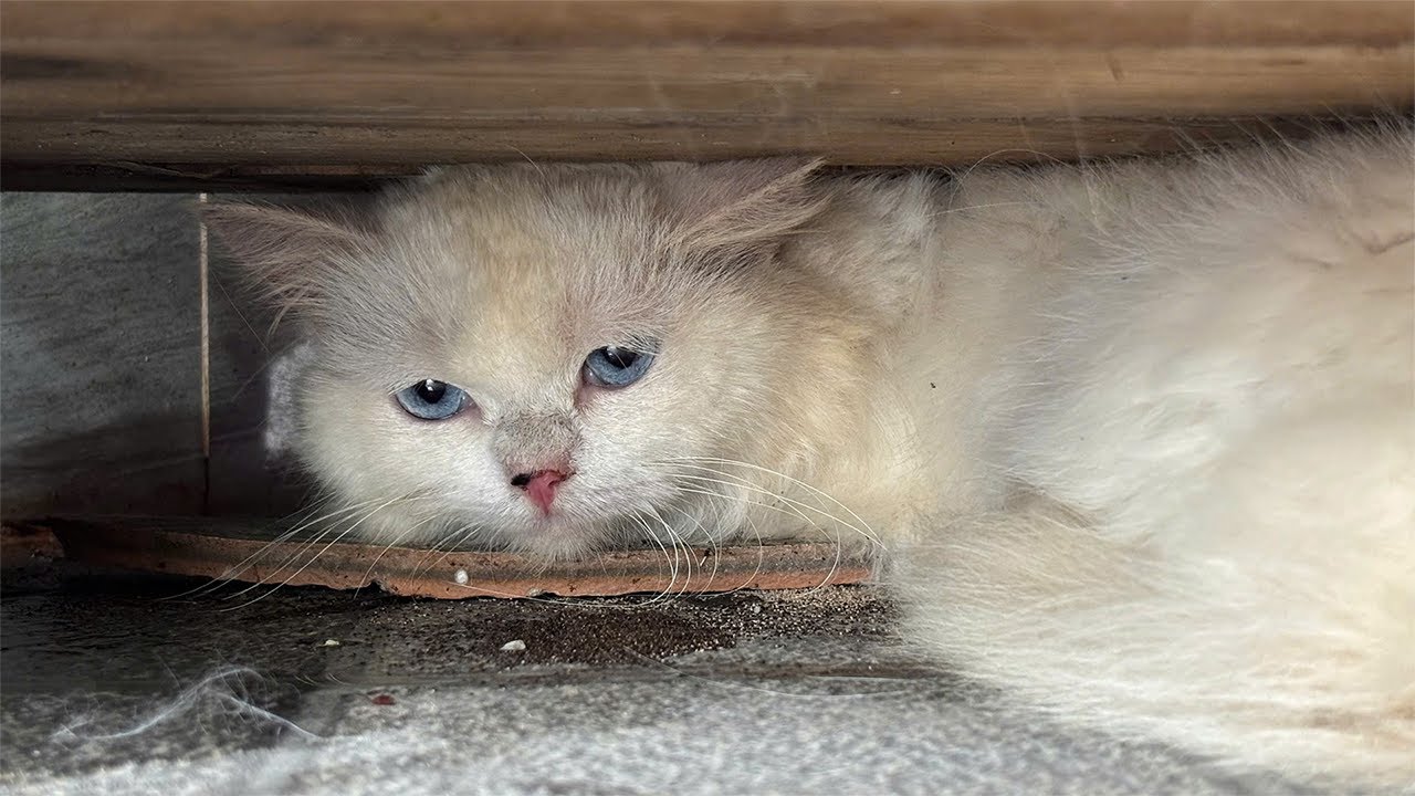 Scared Senior Cat Abandoned on the Streets – See Max’s Amazing Transformation ❤️
