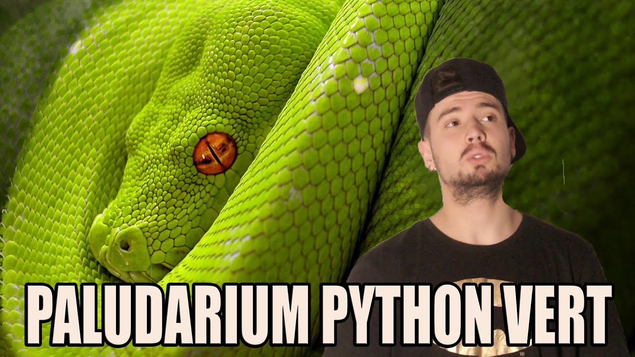 Tuto Viridis Reptile -  Mon Paludarium pour Python Vert