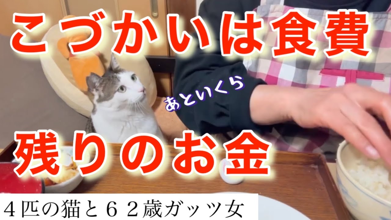 【猫と貧乏女】わたしのおこづかいは、食費。給料日まで、あと少し。残りの食費です。