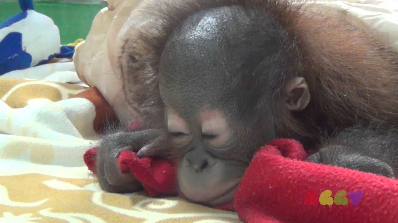 아기 오랑우탄 ( Baby Orangutan )