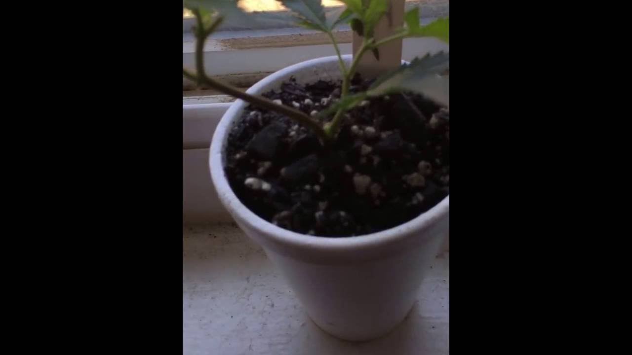 OG KUSH 10 days old || OG KUSH CLONE
