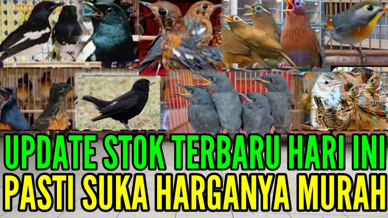 🔥 UPDATE TERBARU ! PASTU SUKA HAR INI KITA PROMOKAN 0838-7553-6945