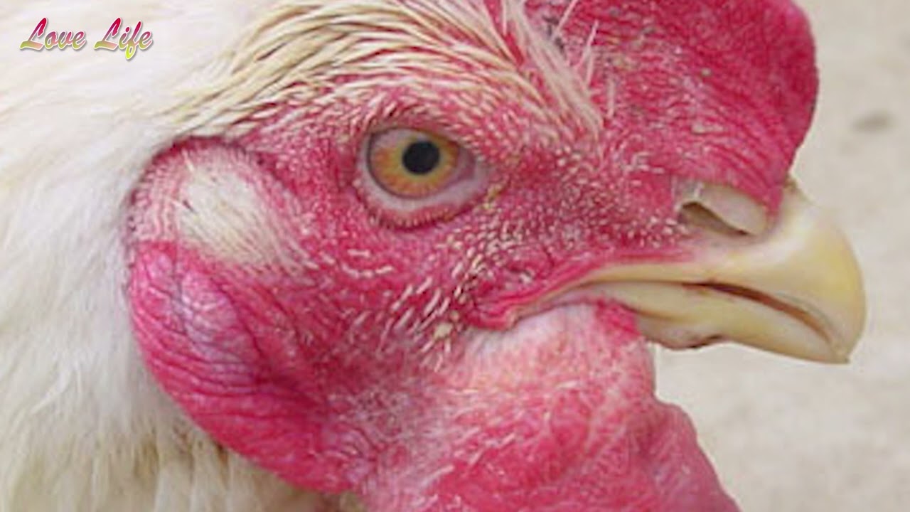 Fowl Cholera in Poultry: Causes, Symptoms, Treatment & Prevention Explained