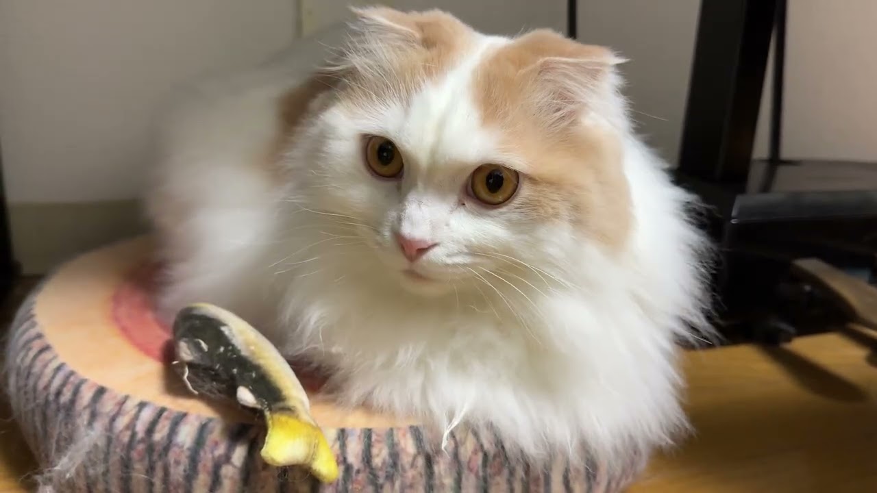 気分が乗らないのに鮎のおもちゃを差し出され、リアクションが薄い猫神様 -Off-Mood Kohaku Gets an Ayu Toy… No Reaction
