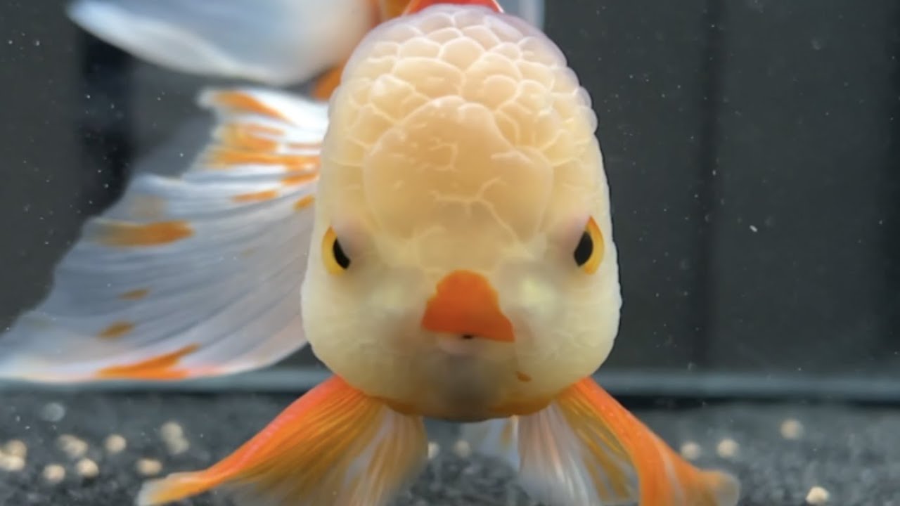 I fed my goldfish sand