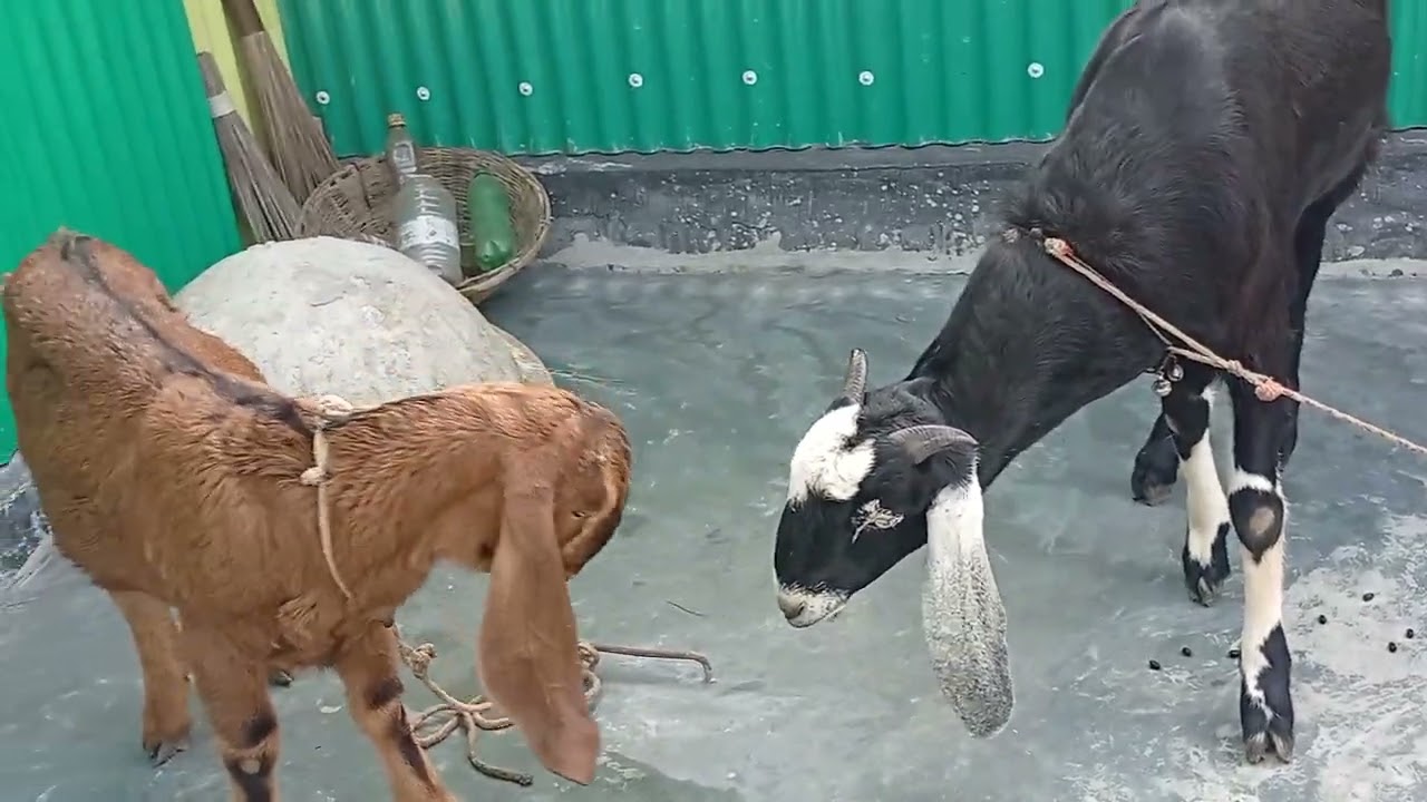 #goat #viral #funny 