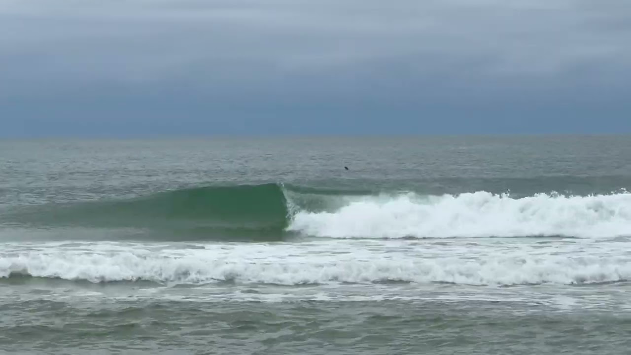 Dolphins Up Close From the Beach 🐬 Surfering Waves & Birds | Raw 7-Min Morning Walk