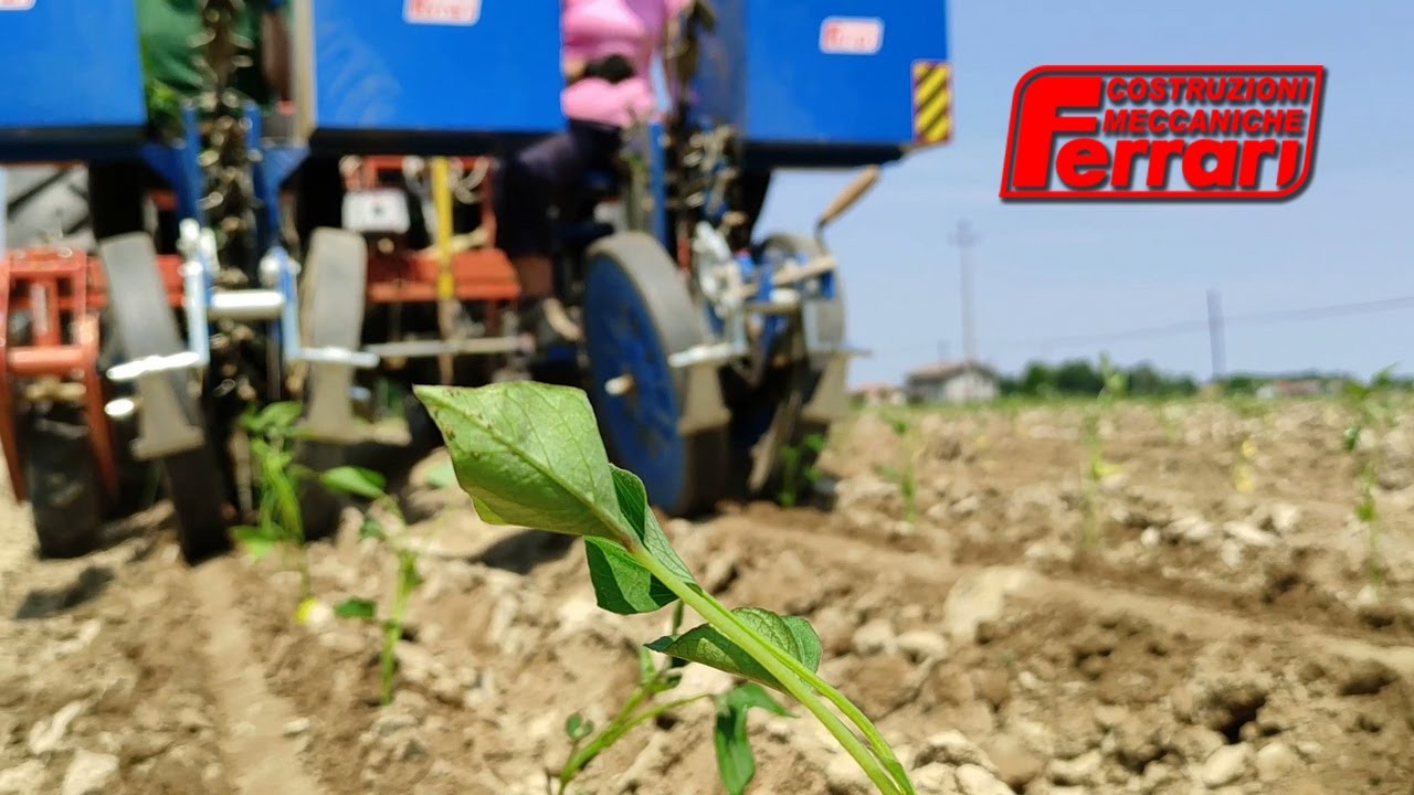 Ferrari FPP Evo Transplanter – Sweet potato