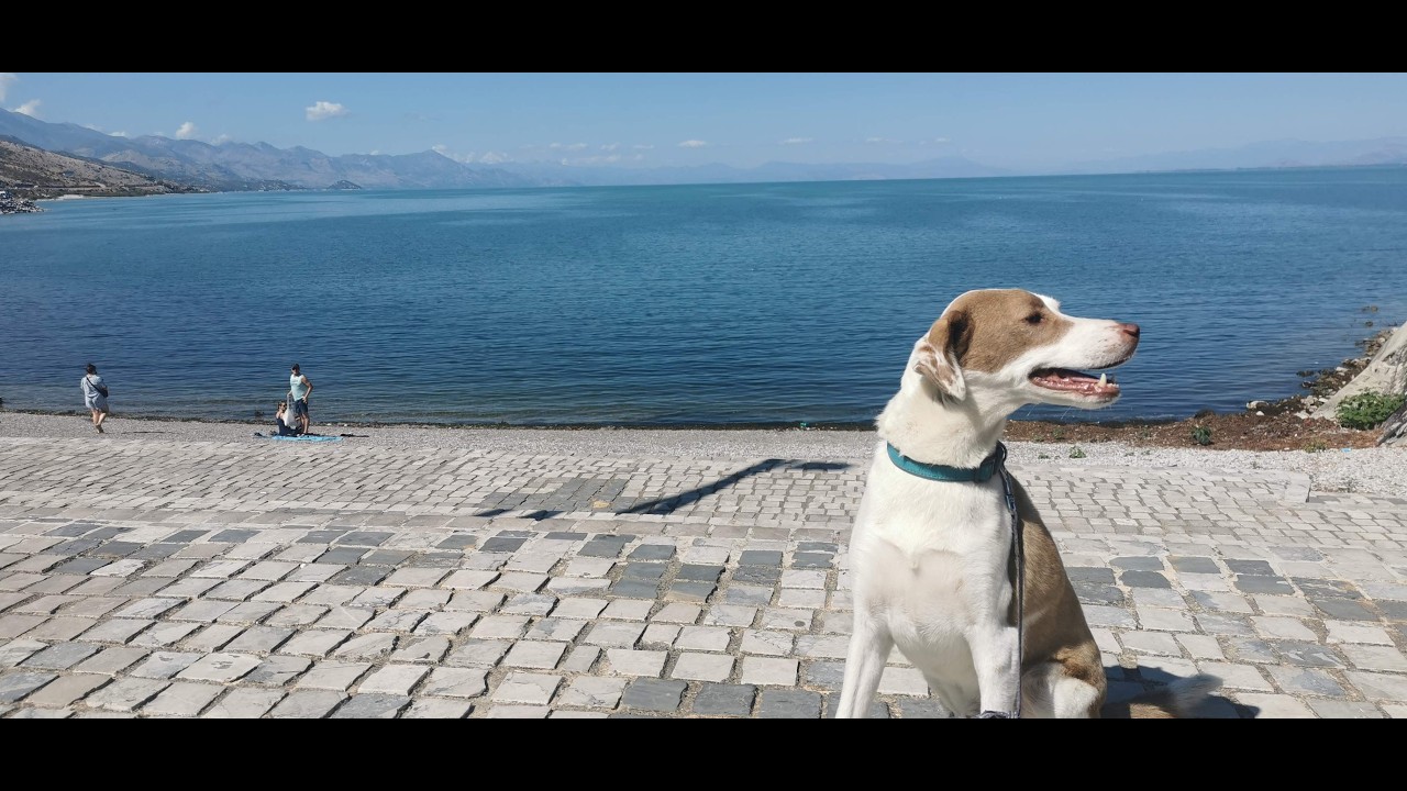 Lake Shkodra Resort, Albanien, Animals Need Me, Shiroka, Balkan Tour 2025