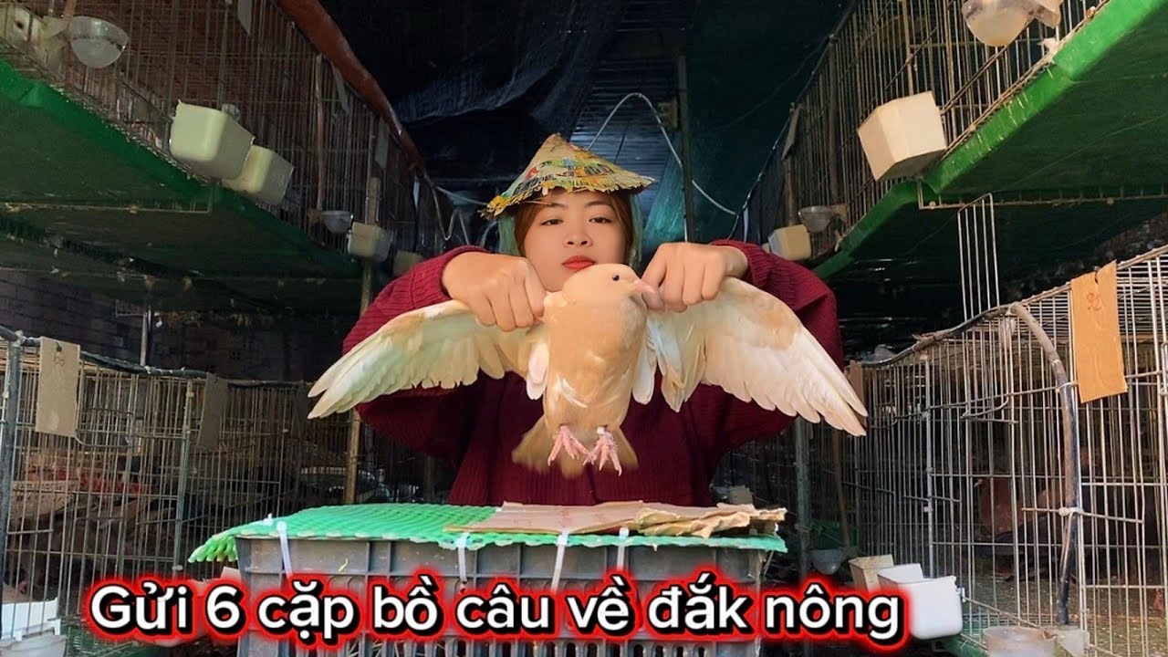 Gửi 6 Cặp Bồ Câu Gà & Titan Lai Pháp Đi Đắk Nông
