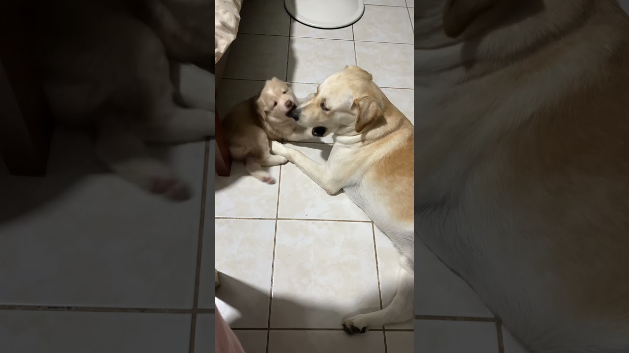 Blue playing with kuya vision