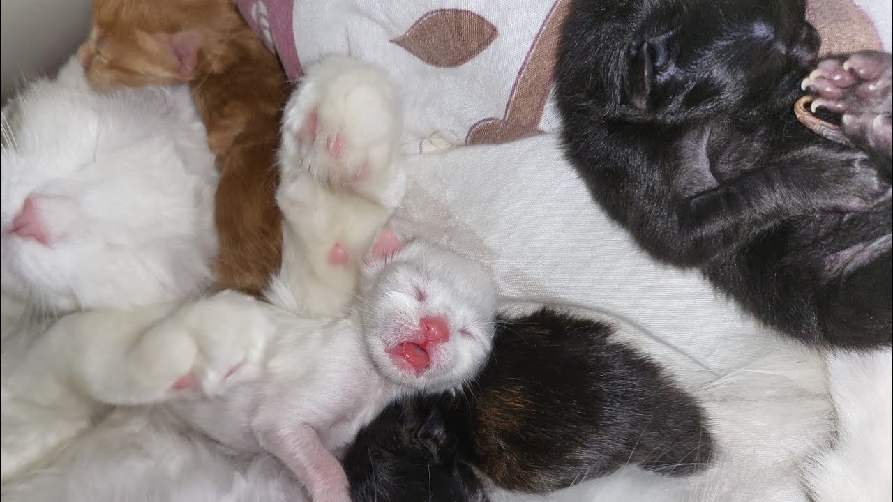 One-day-old kittens _How could two white cats produce kittens with black fur?