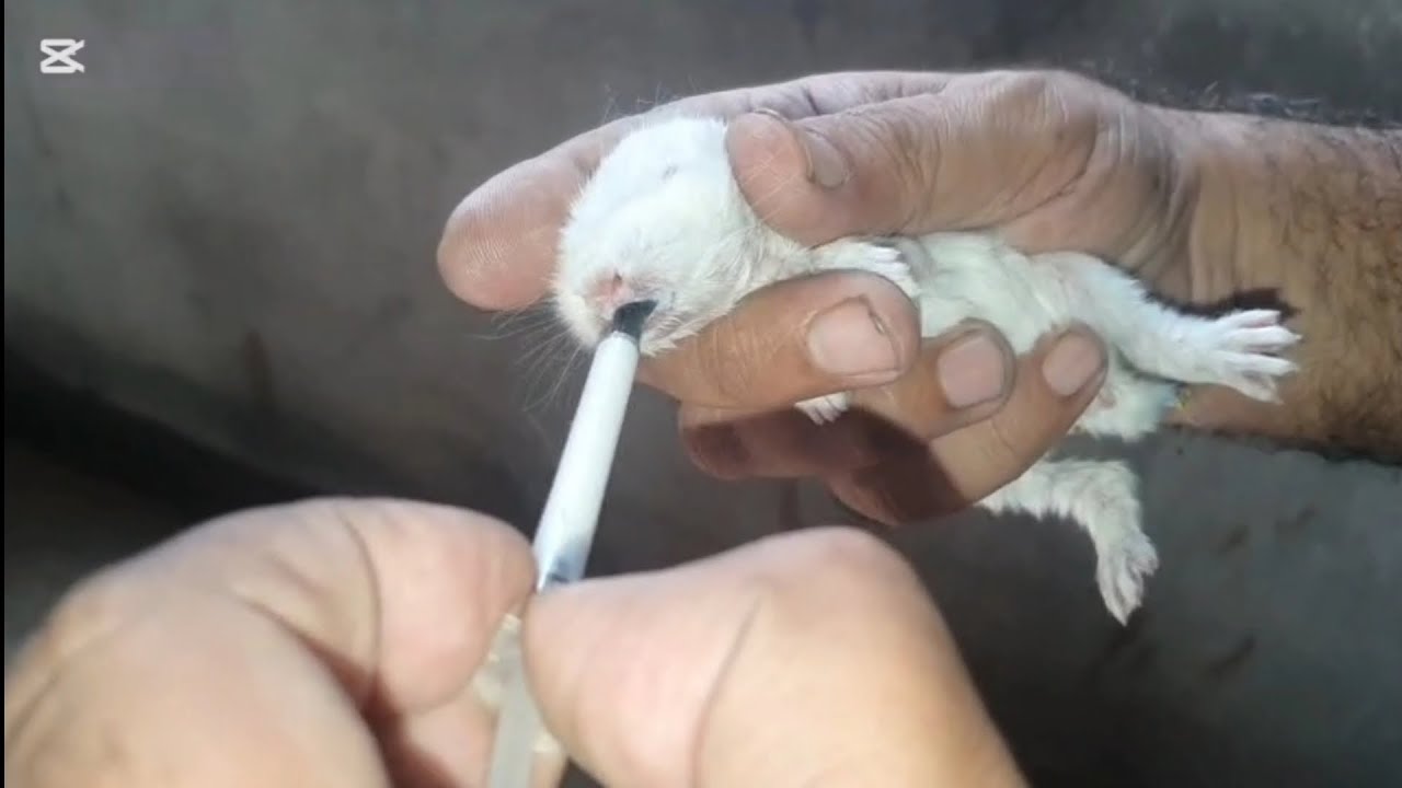 New born bunny 🐰 how to drink milk with injection must watch #rabbit #bunny #rabbitfarming 