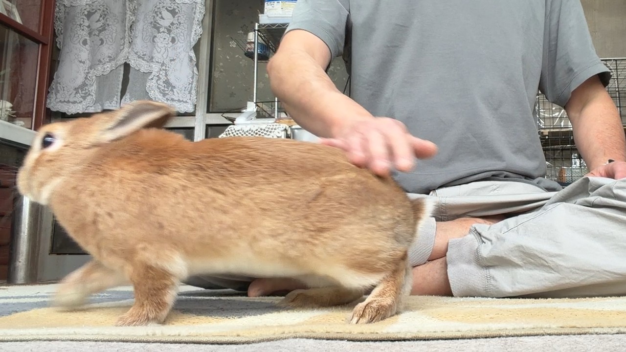 おやつが無くなると、まるで他人のように去っていくウサギ・・・　(No.2112)