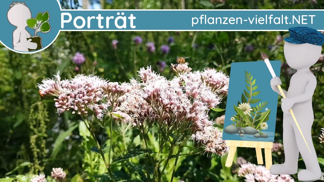 🖼️ Porträt 166 - Gewöhnlicher Wasserdost (Eupatorium cannabinum) - Wildpflanzen-Steckbrief (Giftig)