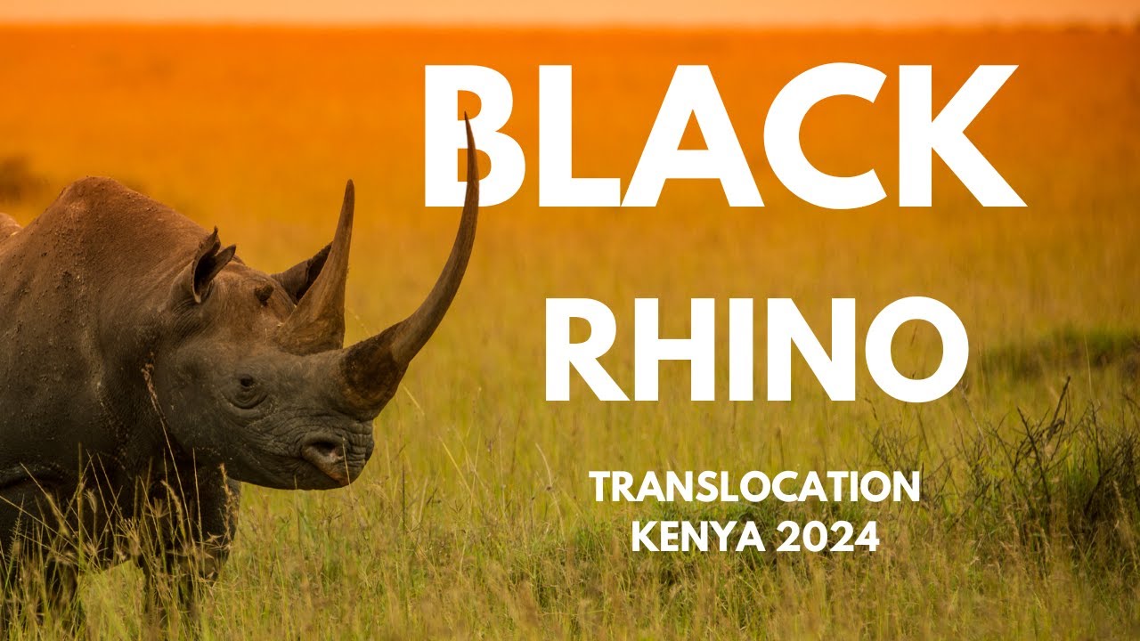 Endangered black Rhino Translocation, Kenya 2024 from Ol Pejeta to Loisaba Conservancy