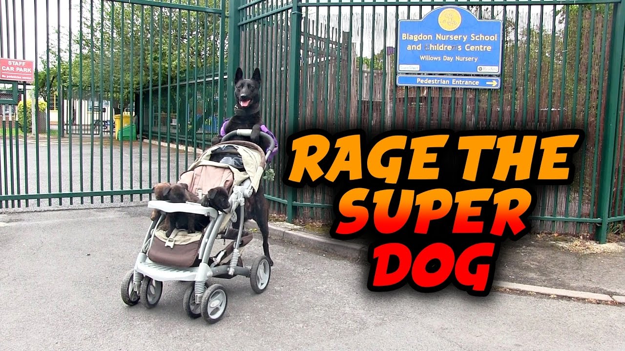 Rodney Stoute RS BOOT CAMP REAL DEAL Rage The Super Dog With His Puppys